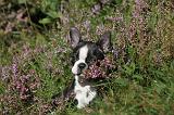 BOSTON TERRIER 076